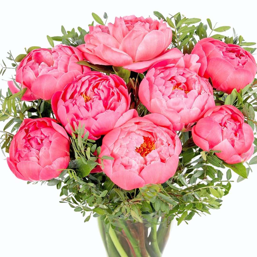 Bouquet de Pivoines Fraîches Livré à la Main - Composition Florale Élégante avec Expédition le Lendemain