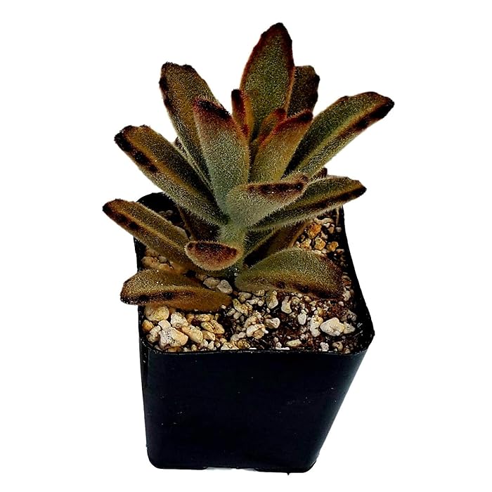 Buy Fat Plants San Diego Living Indoor Succulents and Cactus Rooted in