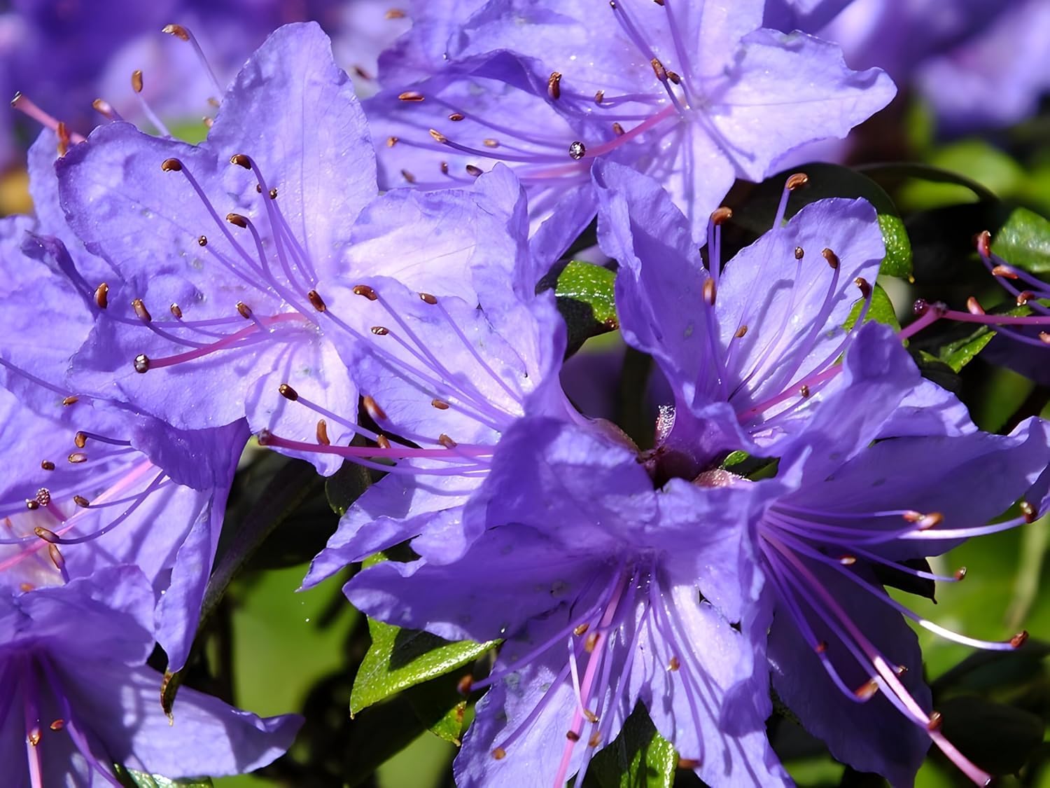 Big Size Azalea Live Flower Plant, All Seasons Blooming Flower Plant (Height -1.5-2 Feet) For Home Gardening Indoor/Outdoor Decoration Flower Plants (PURPLE)-image-37