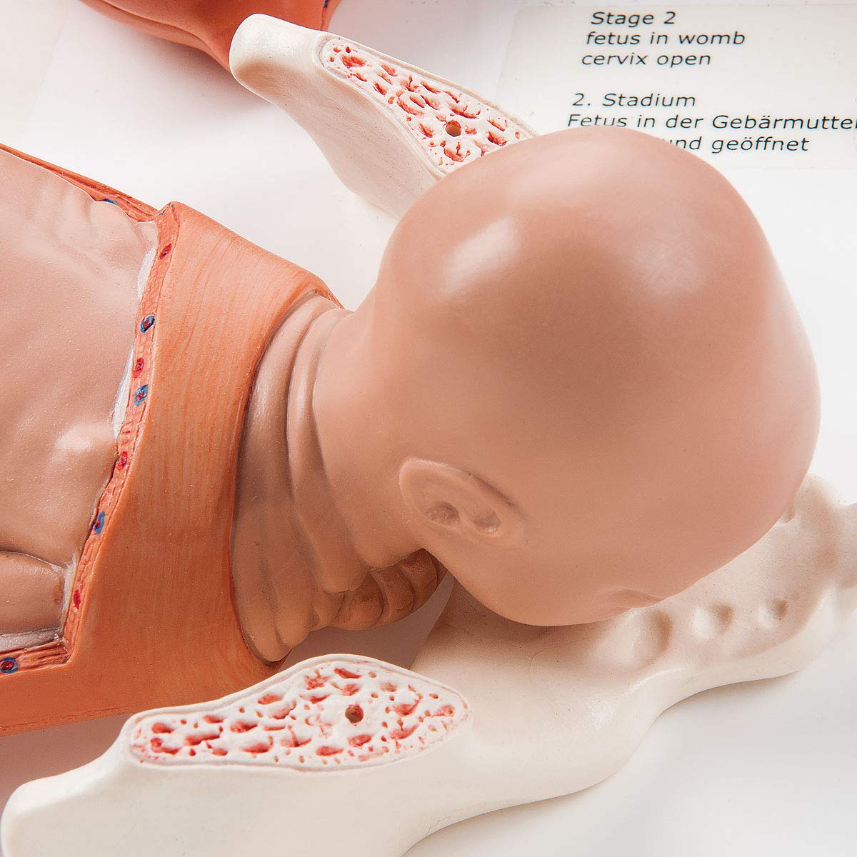 Produktbild von 3B Scientific A75/1 Wirbelsäulen-Modell – 5 Wirbel (Atlas, Axis, Hals-, Brust-, Lendenwirbel) Inkl. Kostenloser 3B Smart Anatomy App