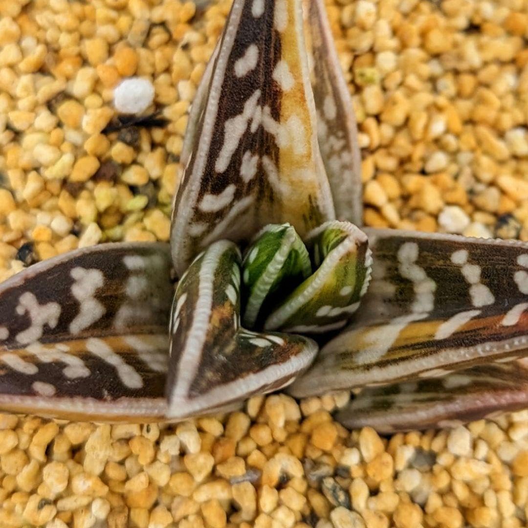 Amazon.co.jp: 超絶！多肉植物シリーズアロエ属千代田の光inわけけのお