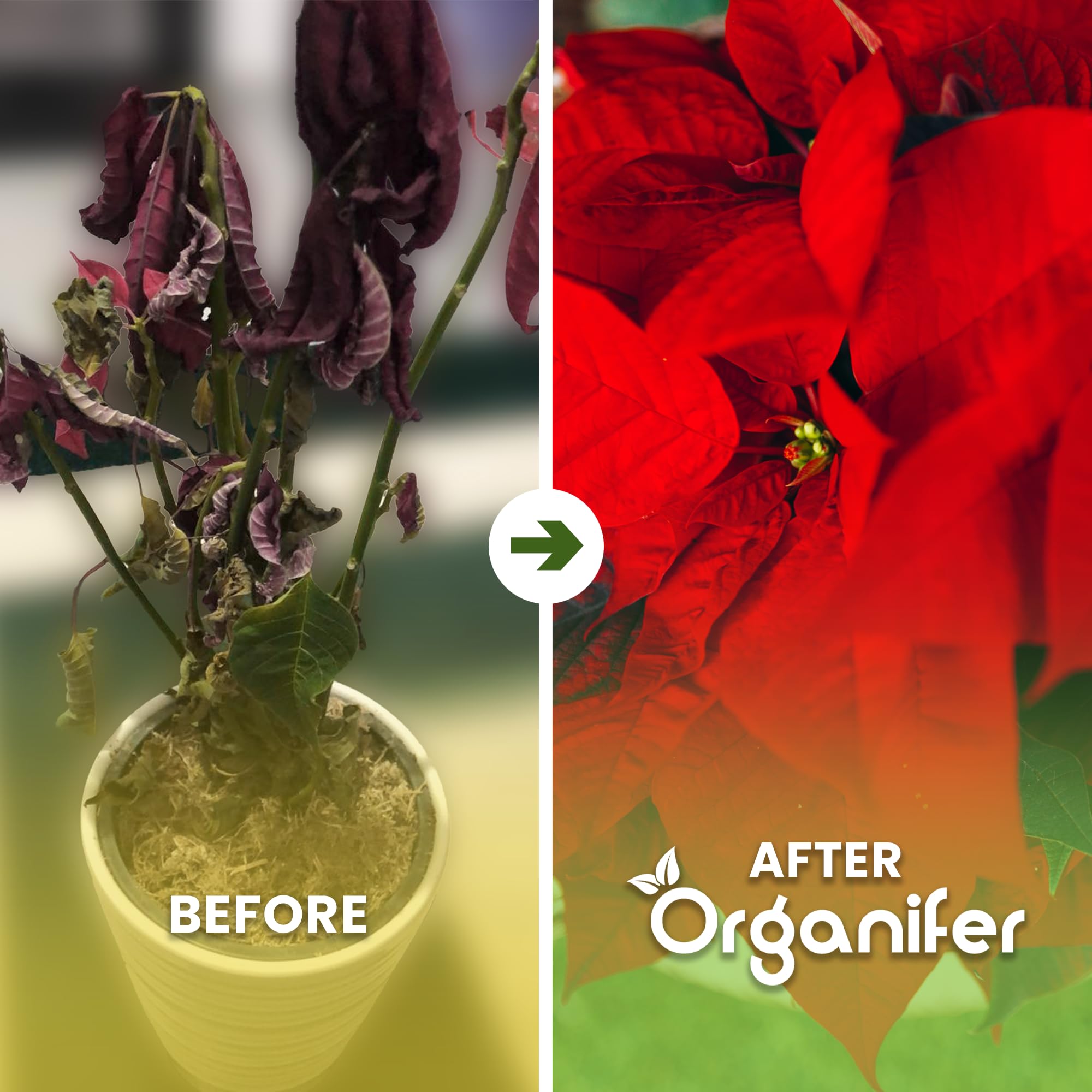 Poinsettia Nawóz Organiczny Do Kwiatów - 5x1L - NPK 2-1-8 | Zdrowe Liście - Silne Korzenie I Wysoka Plonność - Organifer