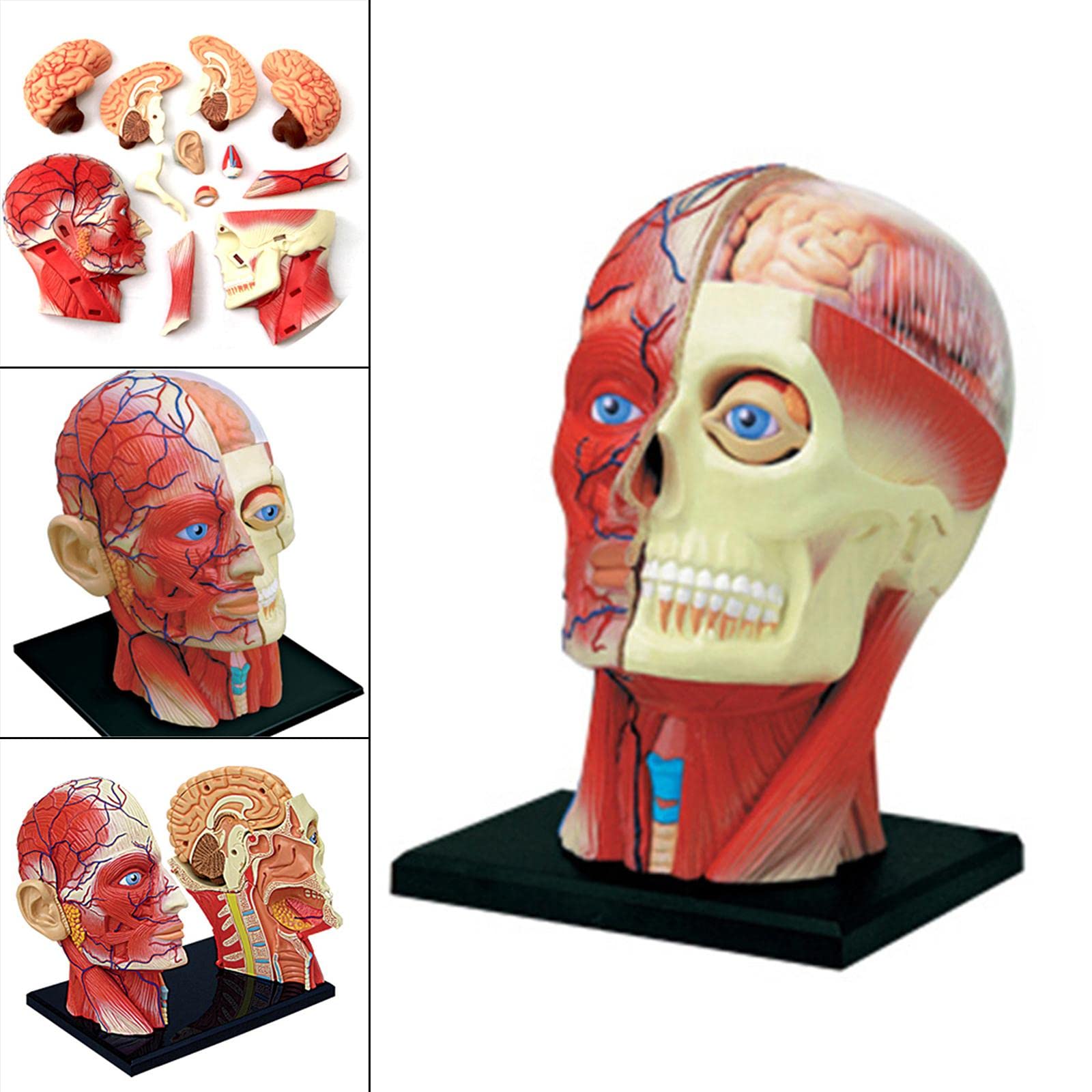 Modelo Compuesto 4D del Esqueleto Humano