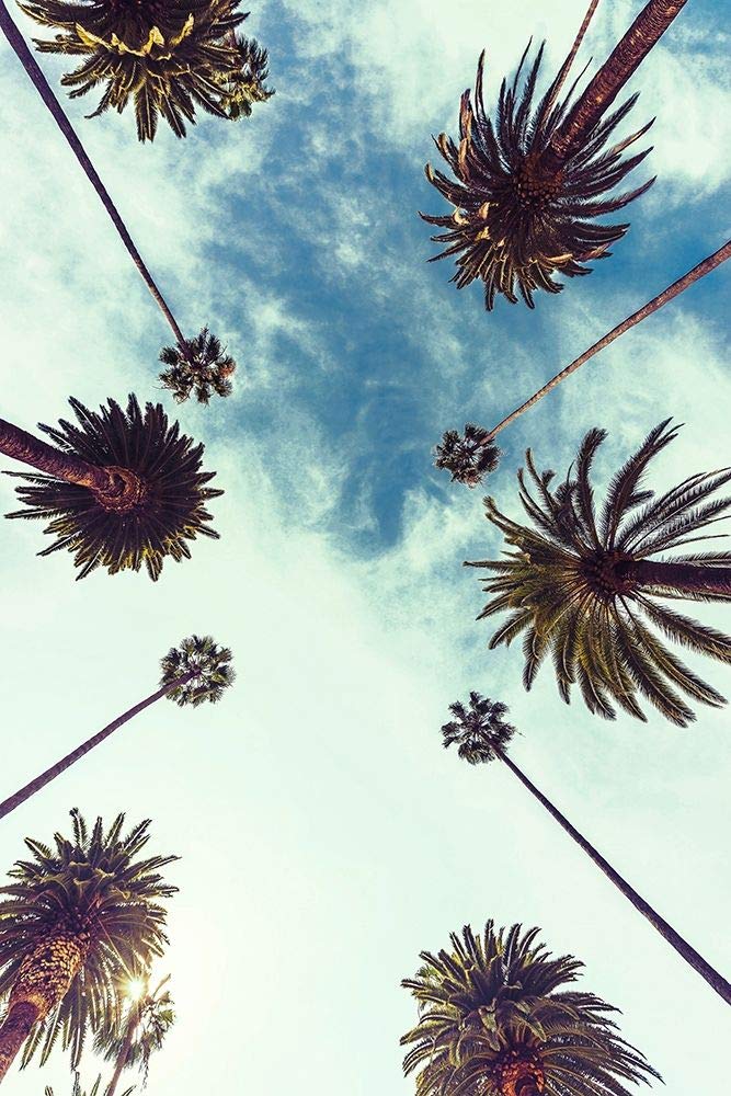 Póster de Palm Sky 2 (24 x 36)