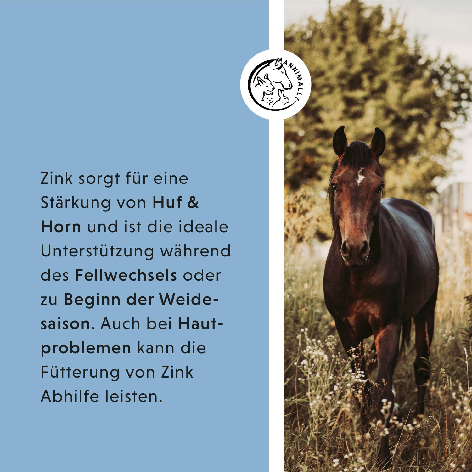 Annimally Zink für Pferde - Zink Pferd hochdosiert Pellets (700g) - Unterstützt beim Fellwechsel Pferd - Mit Schwarzkümmel, Zeolith und Bierhefe für Haut, Haare & Hufe - Spurenelemente Pferd - 5