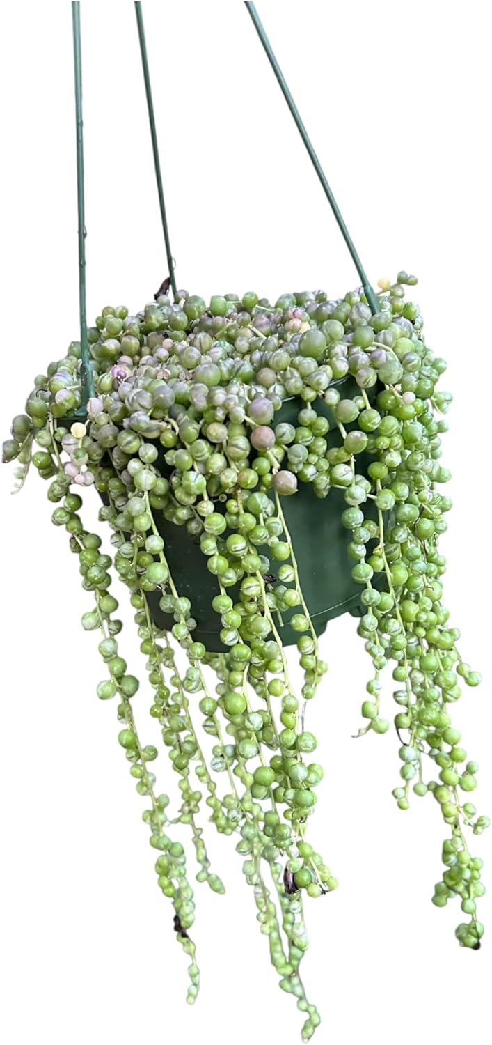 Veriegated String of Pearls in A 6" in Hanging Pot Healthy Trailing Plants Every Plant Will be Trailing 12 inches Or Longer