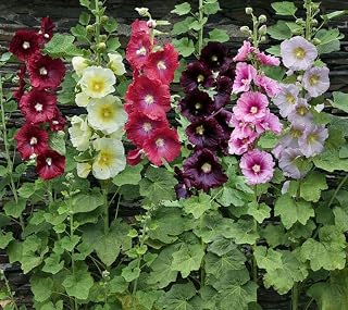 Mixed Colors Hollyhock Seeds - Long Blooming Period in All Zones-5g