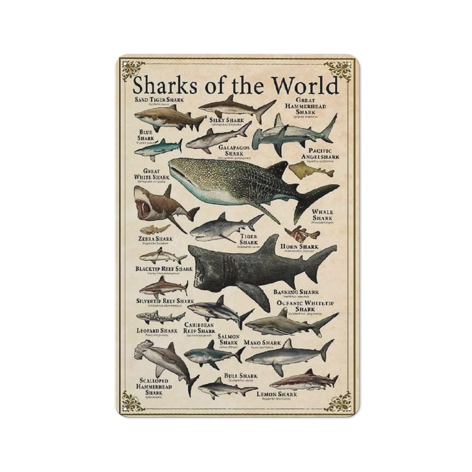 Kimghds Tin-574 Vintage Funny Tin Signs Sharks Of The World Shark Types Knowledge Posters Shark Science Infographic Plaques Home Farmhouse Classrooms Children's Education Wall Decor Wall Decoration 12X8 Inch