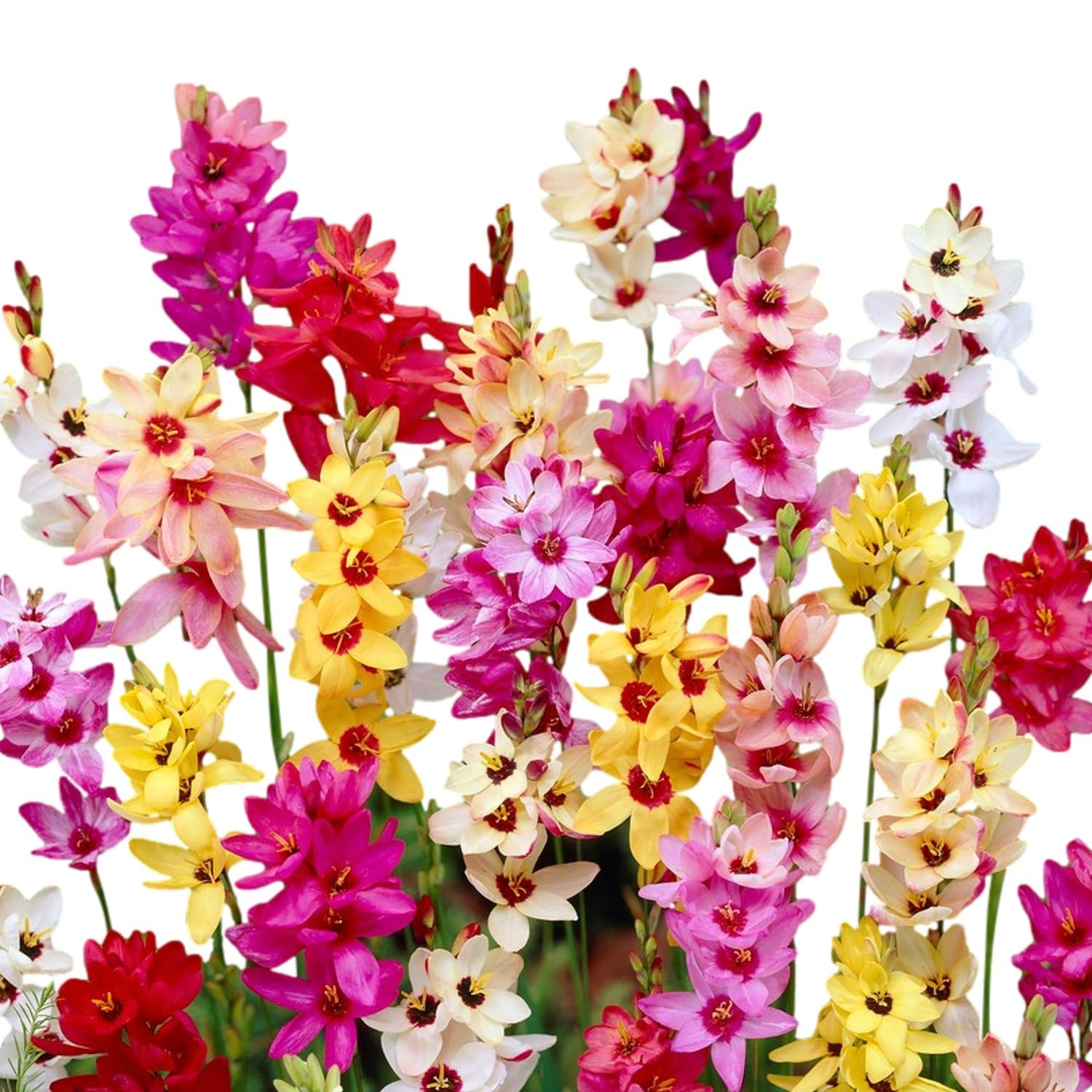 Easy to Grow Ixia 'Magic Wand Mix' Plant Bulbs (80 Pack) - Colorful Mix Flowering Blooms in Spring to Summer Gardens