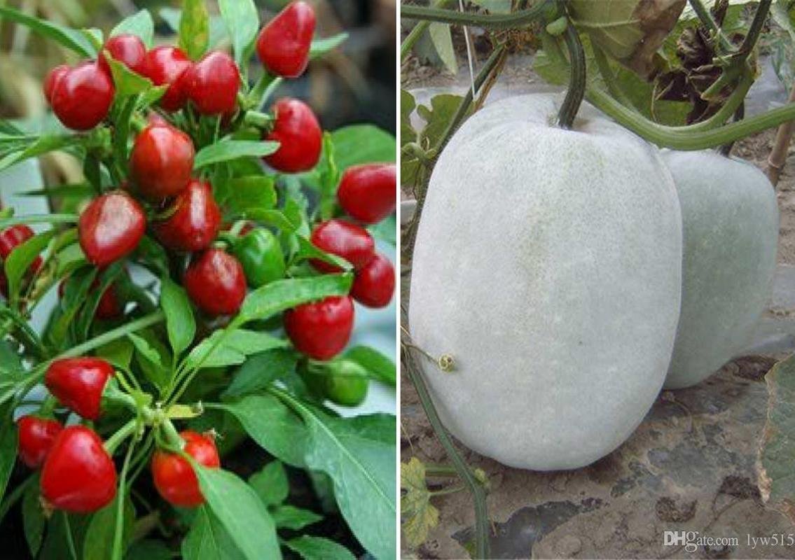 F1 Hybrid Chilli Red Pearl Queen and Ash Gourd (Mithai Petha) Seeds (Pack of 30 Seeds F1 Hybrid Chilli Red Pearl Queen + 10 Ash Gourd (Mithai Petha) 40++ Seeds-image-15