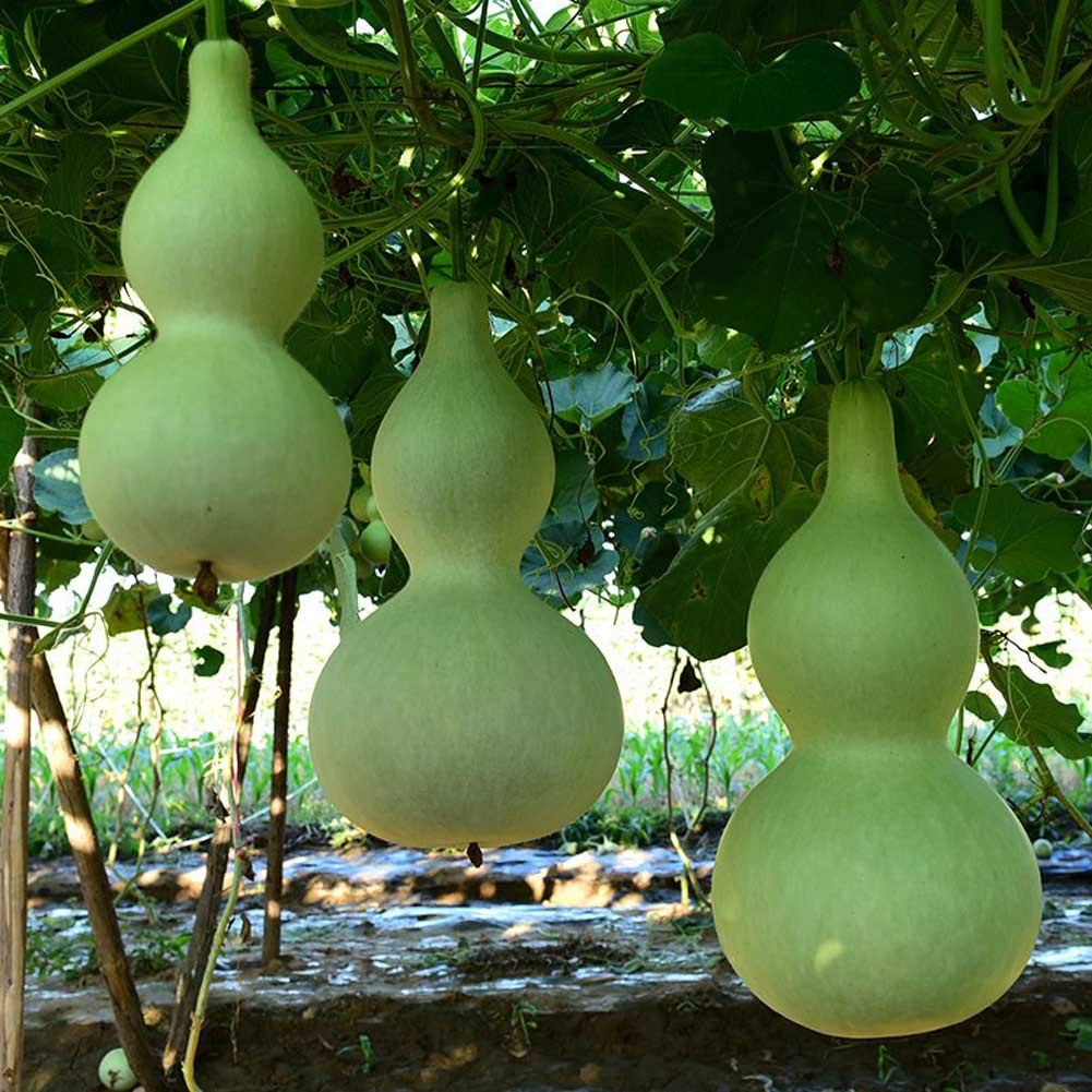 VibeX Hybrid Large Bottle Gourd Seeds-50 Seeds (B0BBGS53W8) Amazon Price History, Amazon Price Tracker