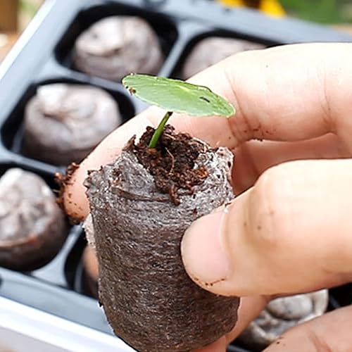 Miniatura 7 de Youeon Paquete de 6 bandejas de inicio de semillas con cúpula de humedad ajustable, kit de inicio de semillas de 240 celdas en total, juego de