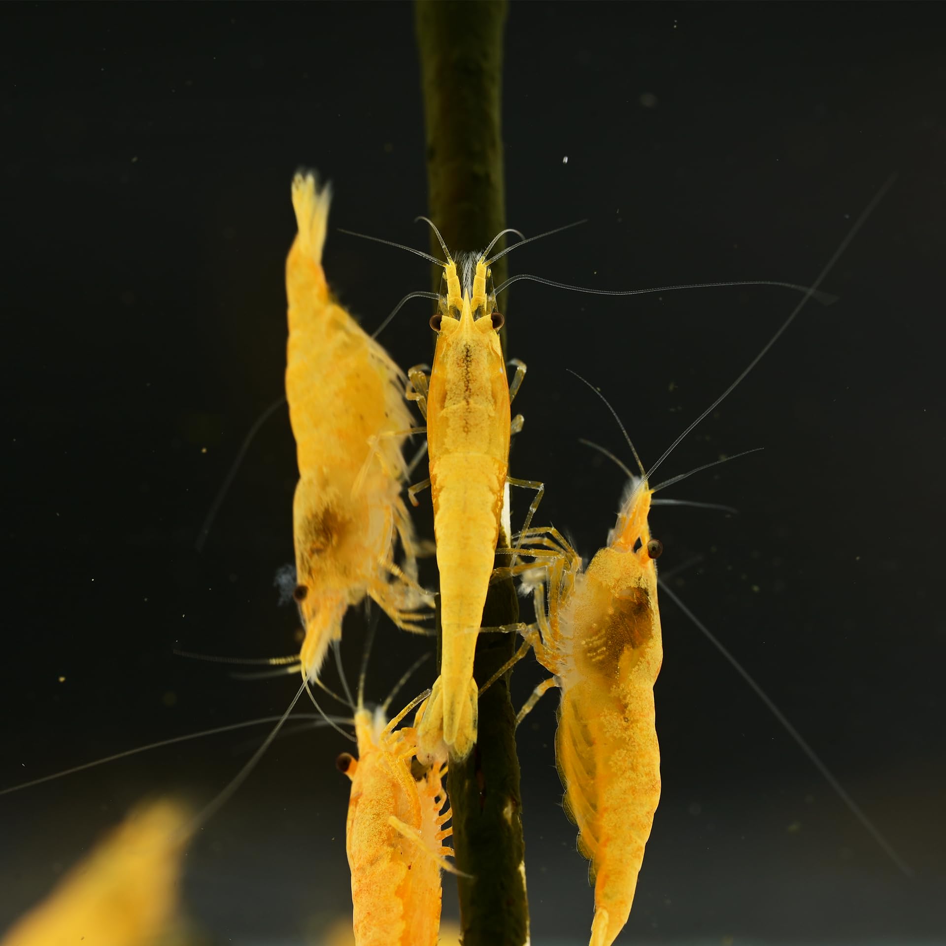 AquaBreedingSkill Lot de 10 Crevettes – Crevettes Vivantes pour Aquarium – Naines Neocaridina, Habitants Pacifiques pour Aquariums, Taille 1,5-2 cm (Yellow)