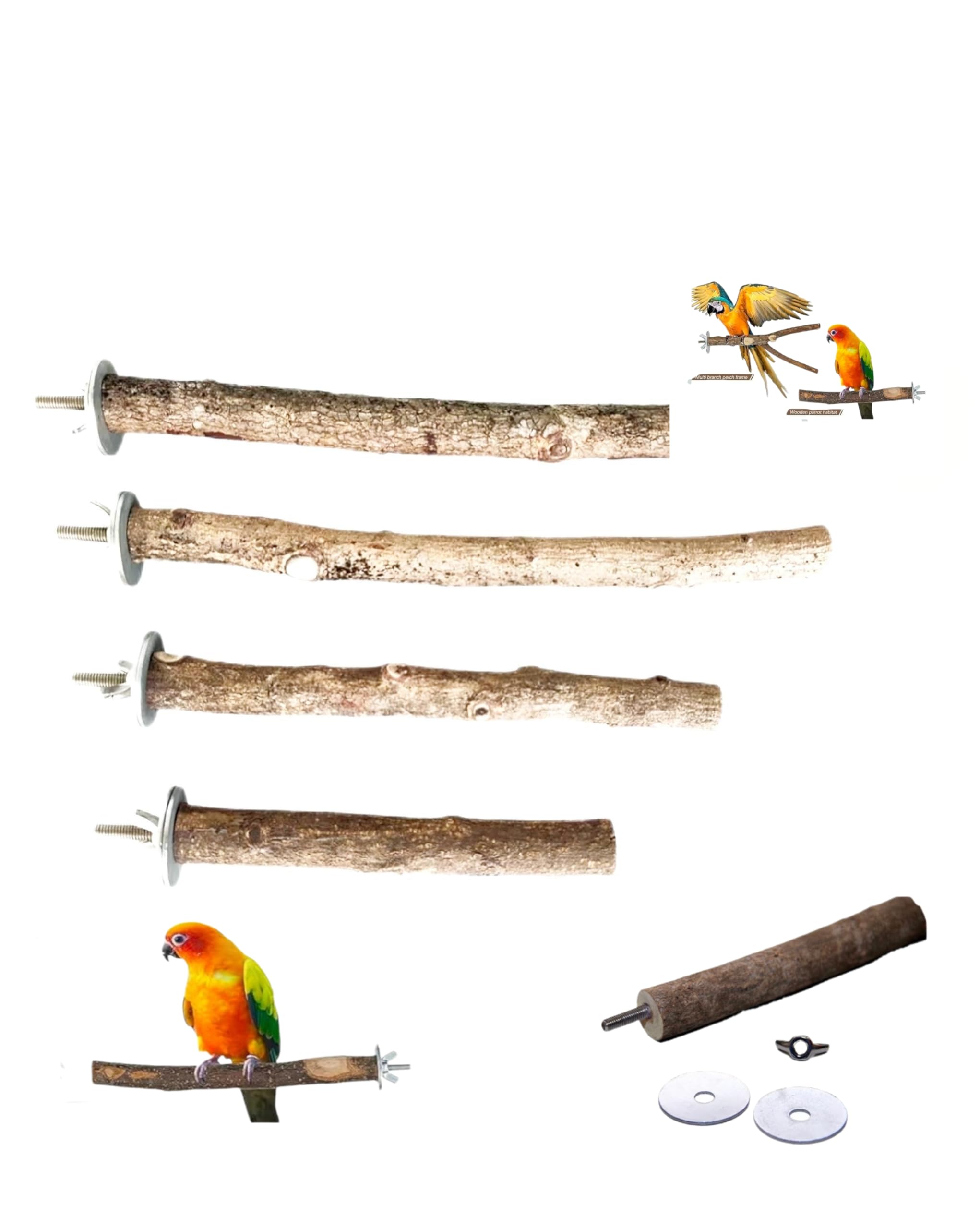 Nitya Creative Natural Wooden Bird Perch for Cage | Handcrafted Tree Branch Stick | Non-Toxic & Bird Safe | Ideal for Budgies, Lovebirds, Parrots (Pack of 4)-image-21