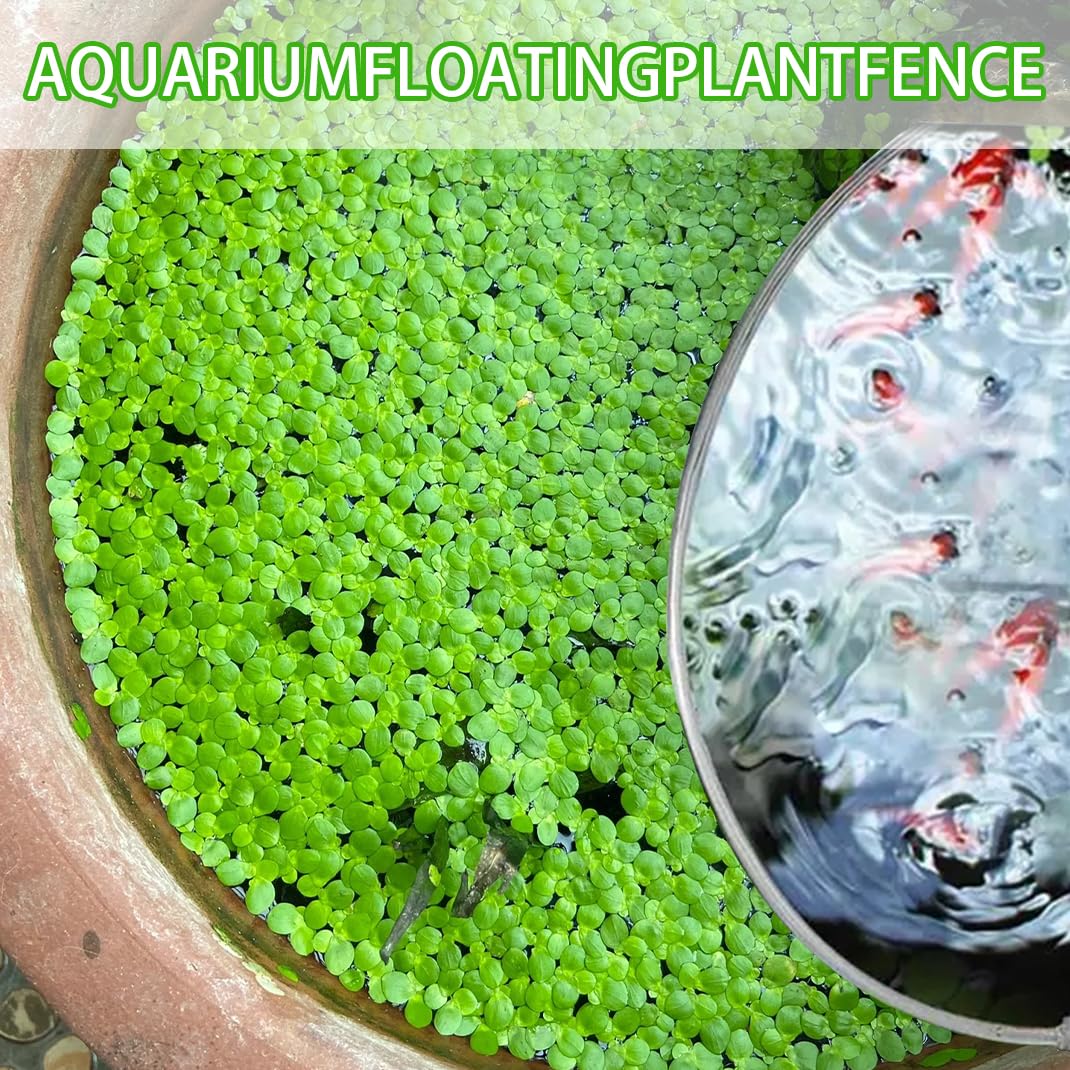 DIYBravo Aquarium Floating Plant Corral, Fish Feeding Ring Can Adjust Height With Water - Image 3