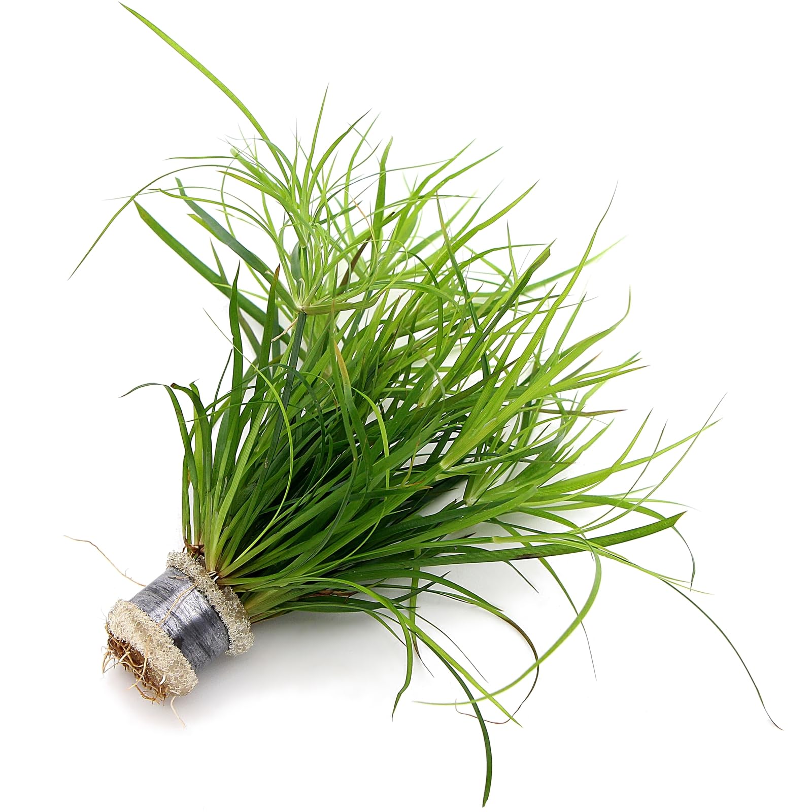 K2AQUA Juncus Repens Live Aquarium Plant for Freshwater Tropical Tank Aquascaping