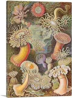 ARTCANVAS Actiniae Sea Anemones 1904 Canvas Art Print Stretched Framed Painting Picture Poster Giclee Wall Decor by Ernst Haeckel - 26" x 18" (0.75" Deep)