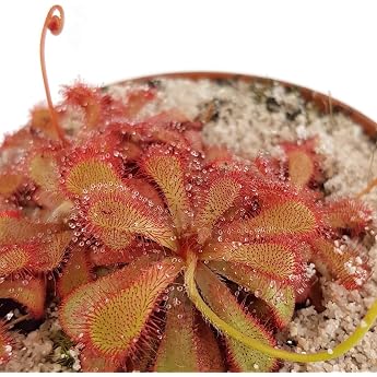 Drosera Venusta - Exotic Carnivorous Plant in Diameter 9 cm Pot - Fascinating Carnivore - Easy-Care Indoor Plant - Sundew