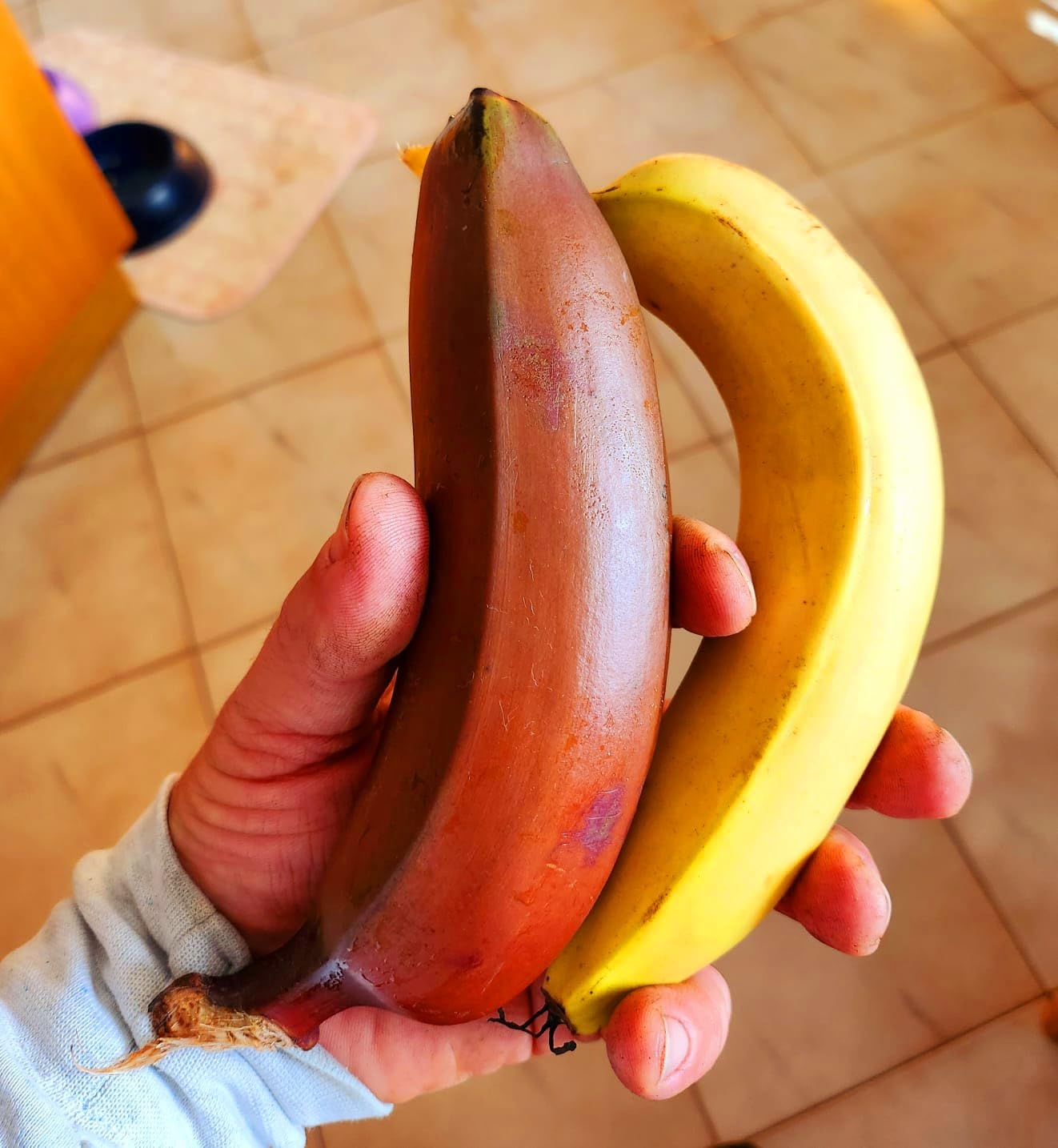 BANANO A FRUTTO ROSSO (MUSA VELUTINA) VASO 18CM DIAMETRO, PIANTA DEL BANANO, pianta vera