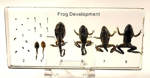 Miniatura 8 de 5.5" Murciélago real con alas abiertas en resina de lucite transparente, especímenes de artesanía, pisapapeles preservado, colección de taxidermia