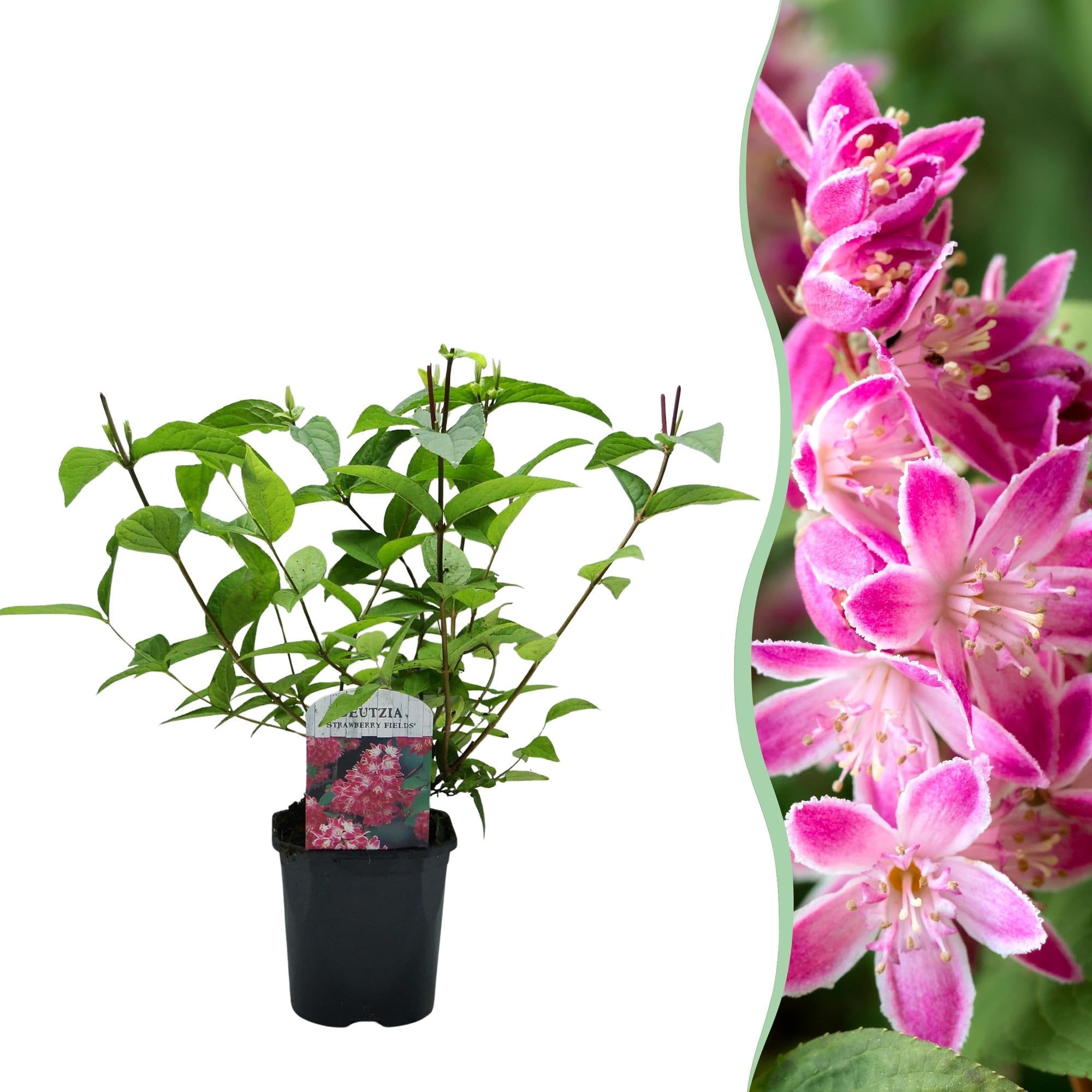 Sternchenstrauch Deutzia hybrida Strawberry Fields Zimmerpflanze 45 cm