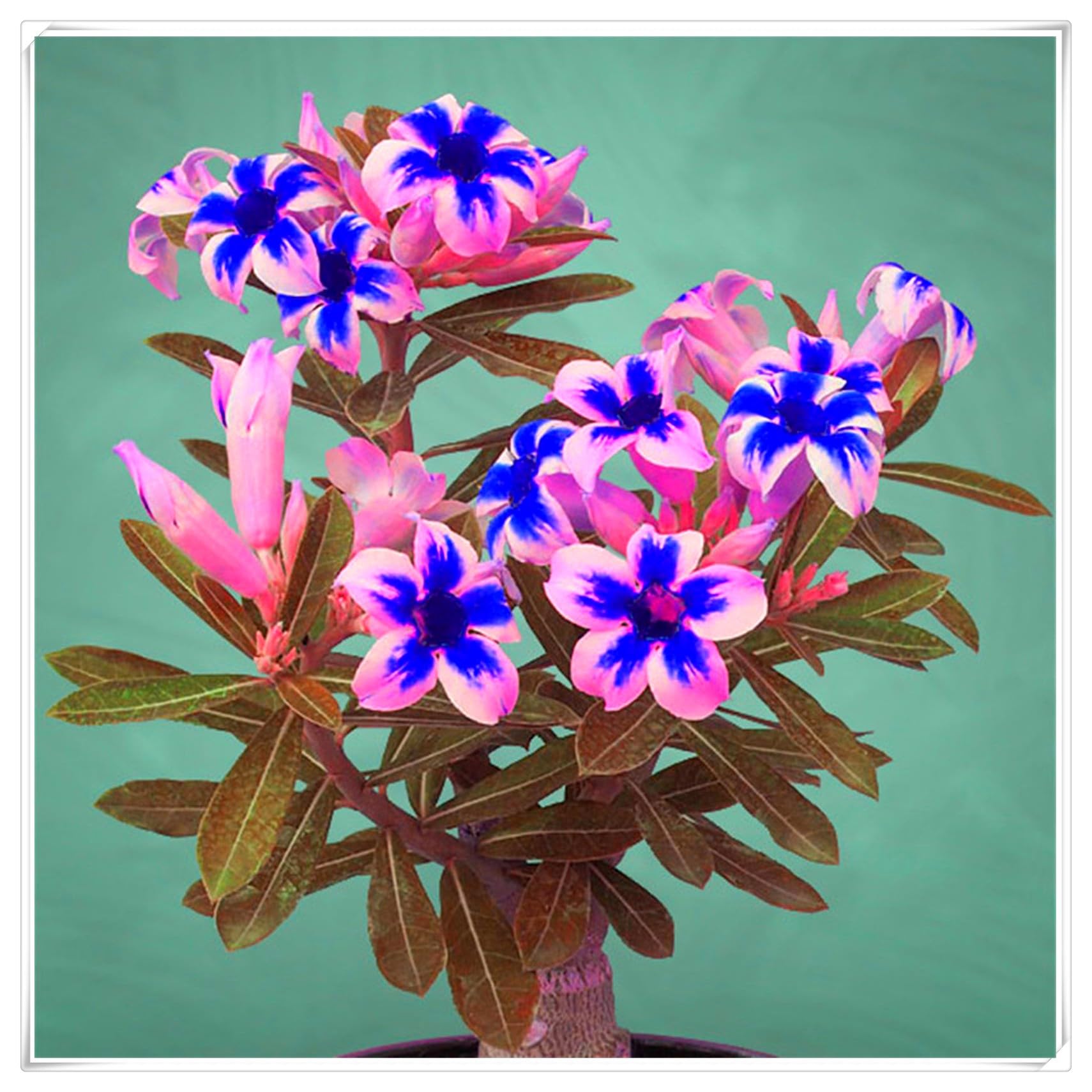 Flowering Rhizome,Excellent Display, Strong Desert Rose Roots,Desert Rose Bulbs,Easy to Plant, Wedding Flowers-1 Bulb-J