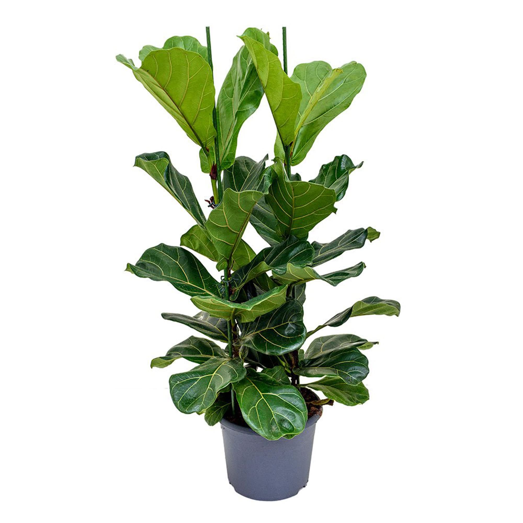 Ficus Lyrata Seeds Fiddle-Leaf Fig Ornamental Tree Easy Care Houseplant Indoor Outdoor Container 200Pcs Tree Seeds by YEGAOL Garden