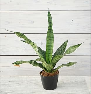 観葉植物 サンスベリア トリファシアータ 1株 9cmポリポット サンセベリア 本物 空気清浄 はなみどり