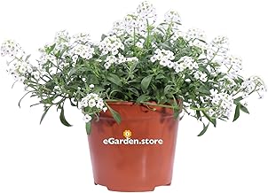 Alyssum Plant Alyssum Plant Outdoor Plant Lilac Flower Ornamental Plant Flowering Balcony Plant Real Plant Sold By eGarden.store