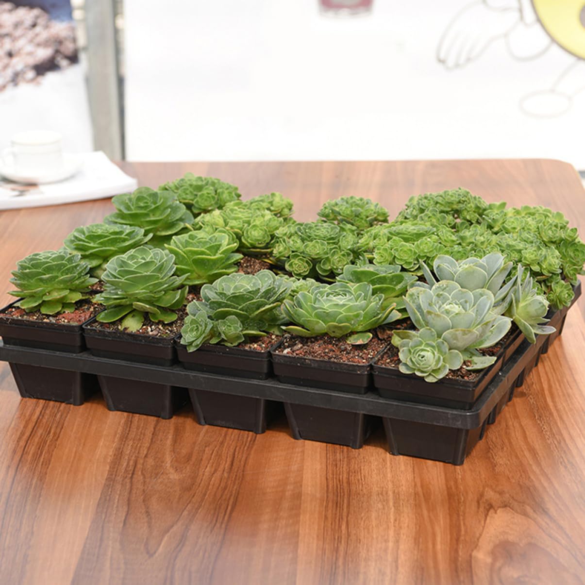 Toddmomy 5 Pièces Support de Germination pour Pots de Plantes Racks de Stockage Durable pour Jardinage et Cultures Légumières