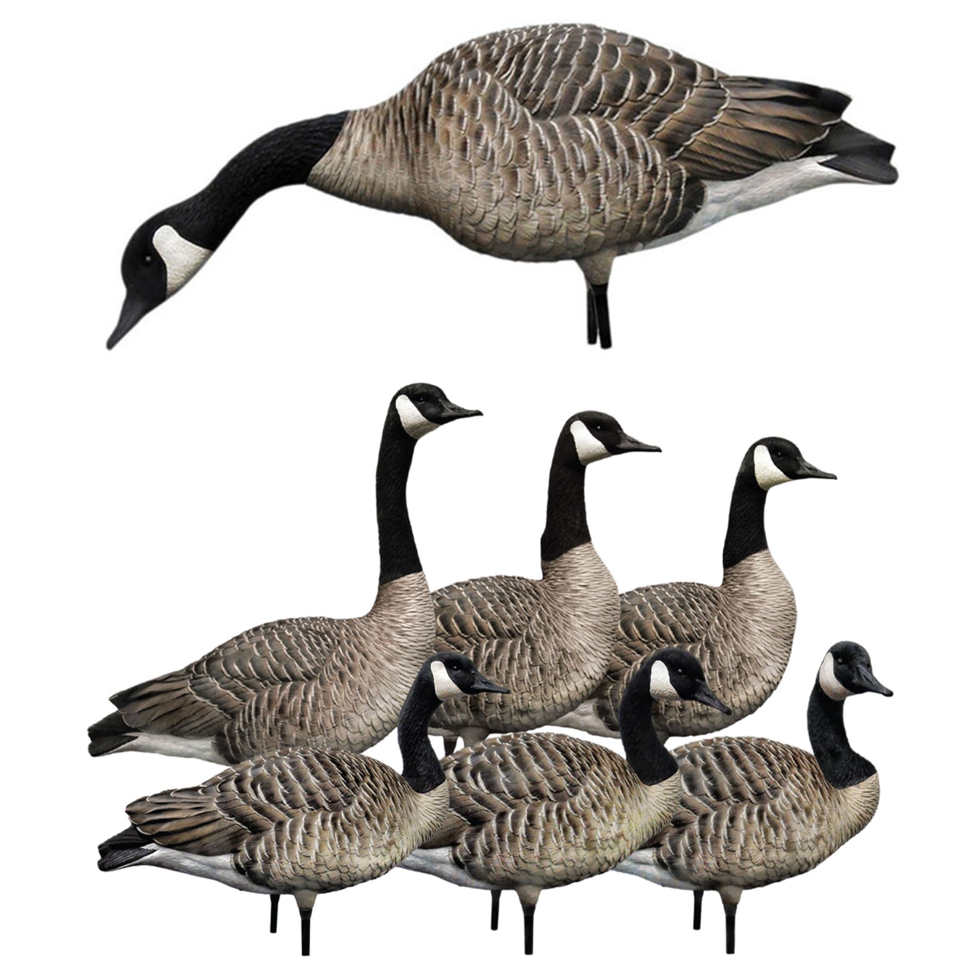Avian-X AXP Honkers Full Body Realistic Goose Decoy with AXP Sentry Walker Set for Hunting Use, Outdoor Sports and Recreational Activities, Multicolor