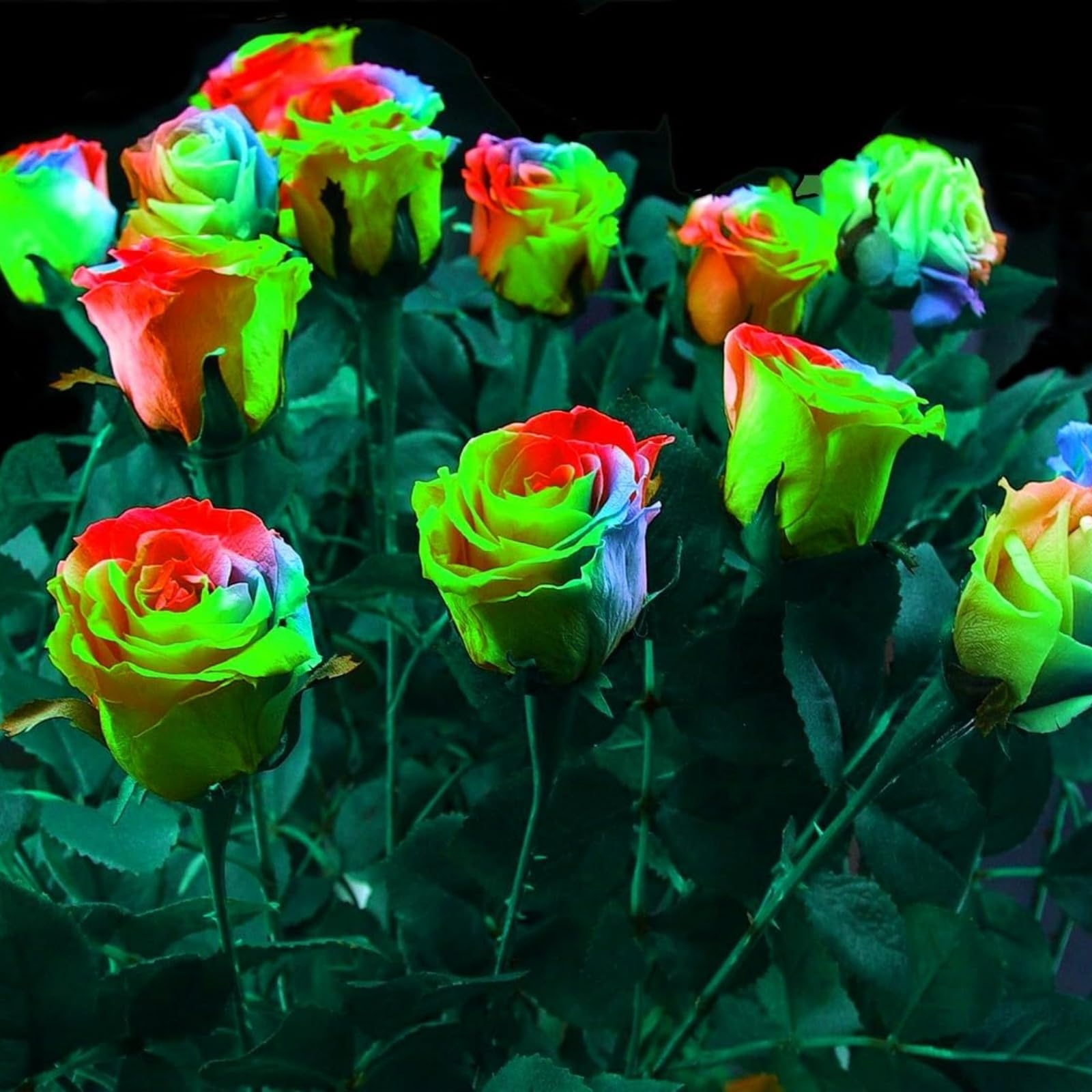 Mix Greening Flower, Now UK, Plant Bulbs, Hardy Perennial, Rose Bulbs, Strong Plant, Easy Plant, Excellent Display, Rare Plants, 1bulbs-i