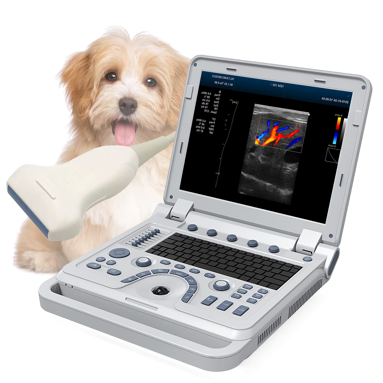 How Long Does An Ultrasound On A Dog Take