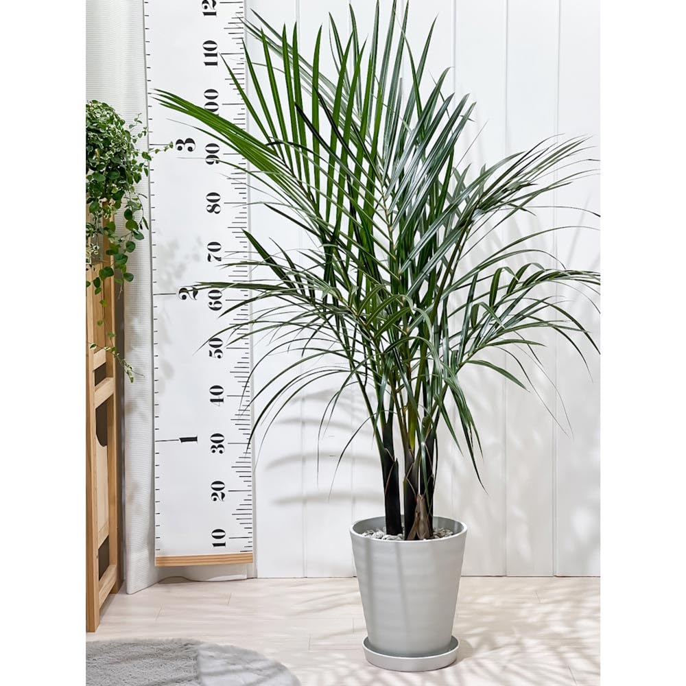 Amazon｜PLANCHU 観葉植物 トックリヤシモドキ 7号鉢 受け皿付き 育て
