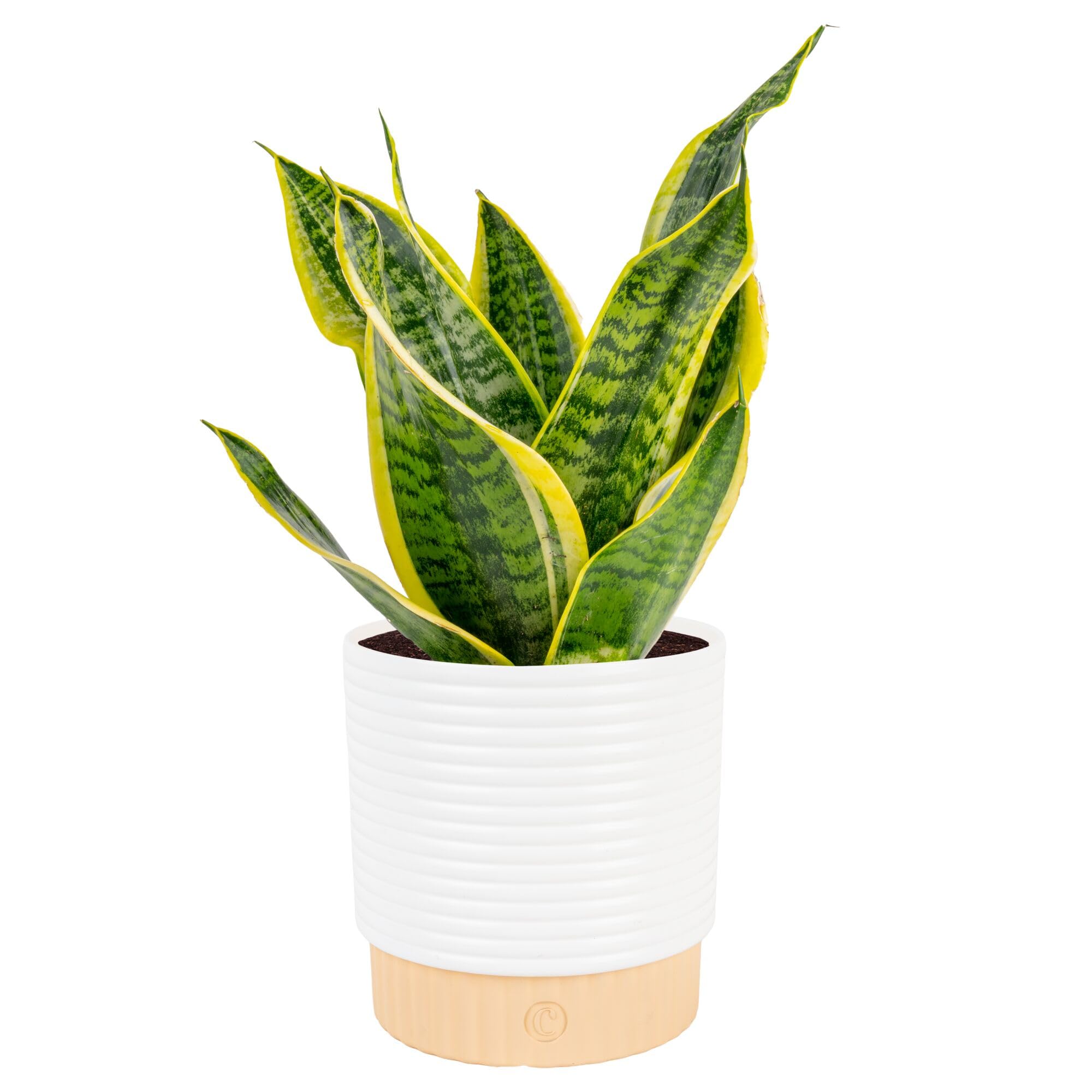 Amazon.com: Costa Farms Snake Plant, Mother-in-Law's Tongue Live