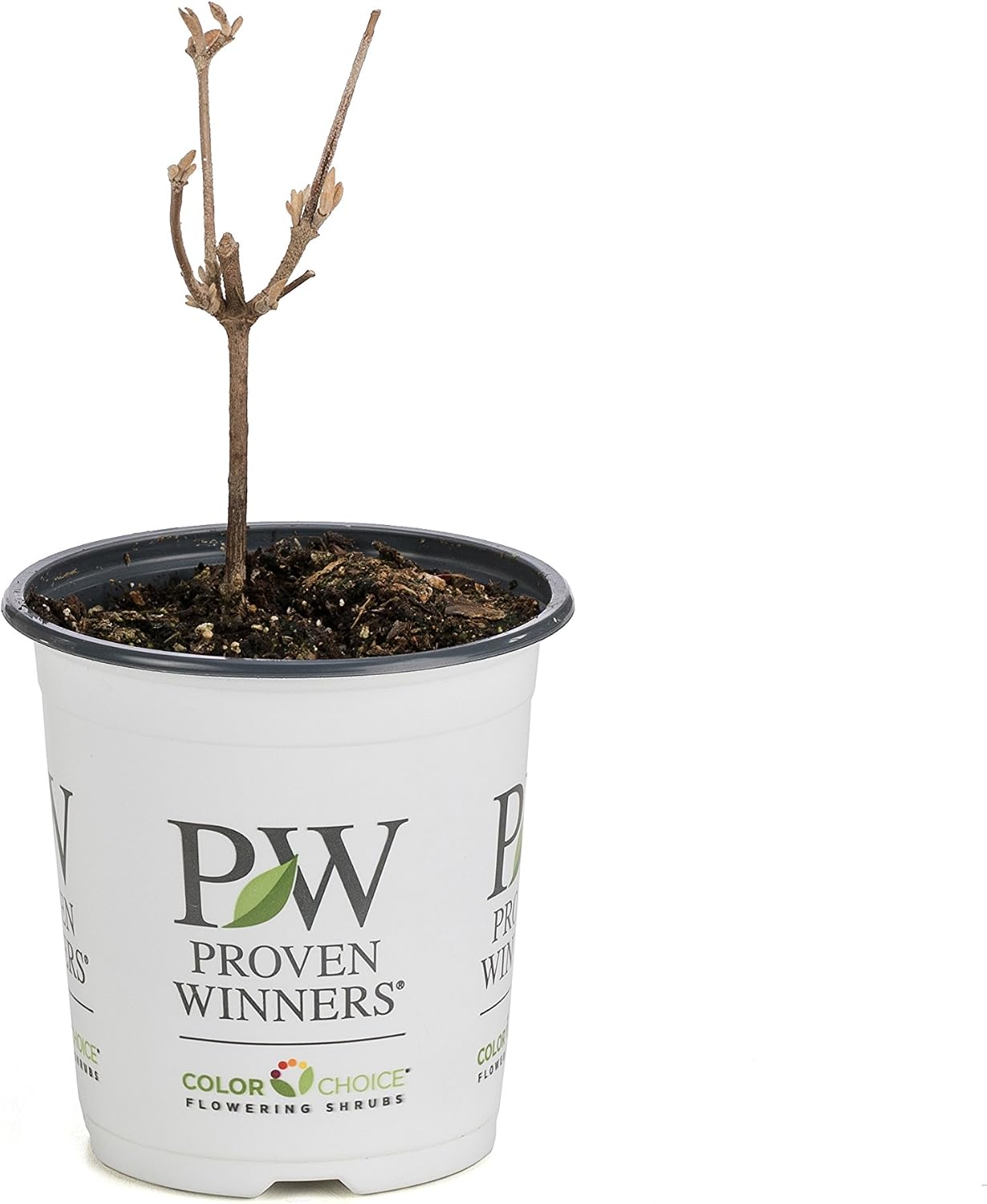 Proven Winners Spice Baby Koreanspice Viburnum (Viburnum carlesii) Live Plant, 4.5" Qt, 4 Pack