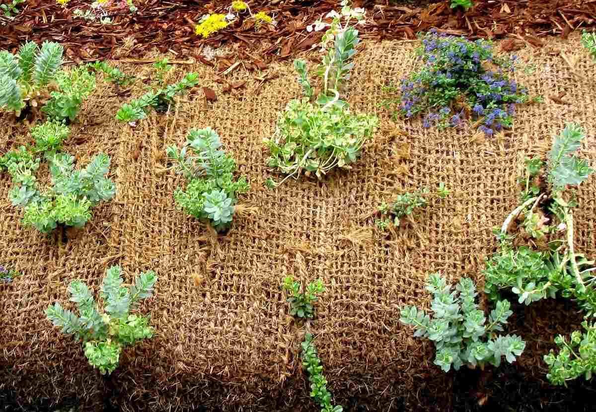 Rocky Mountain Goods Burlap Fabric Roll 3 Ft X 150 Ft - Bulk Burlap -Gardening, Tree Protection, Weeds Barrier, Hay, Crafts Bees - Biodegradable