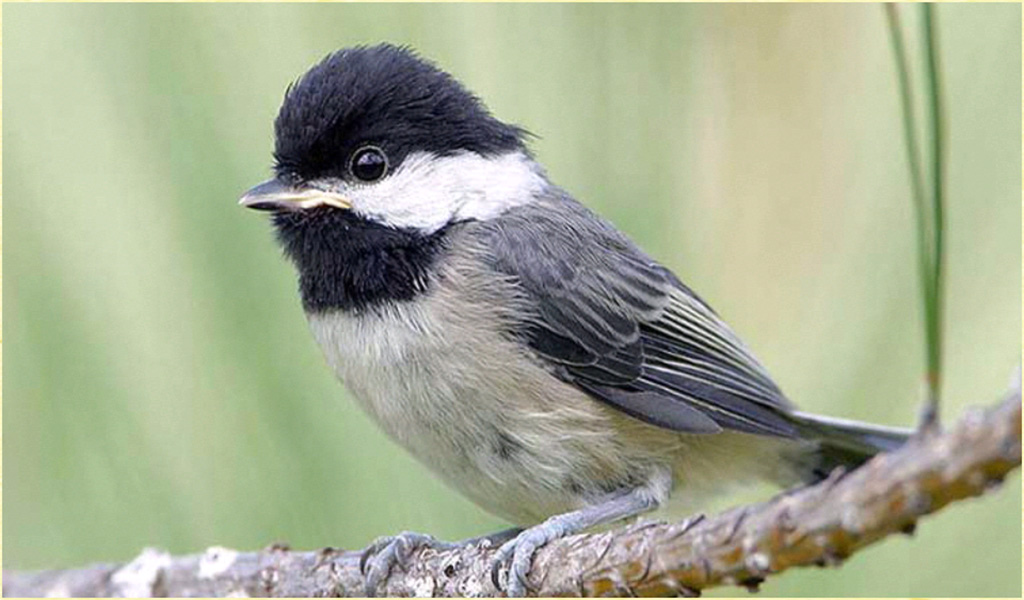 Chickadee Wallpapers - App on Amazon Appstore