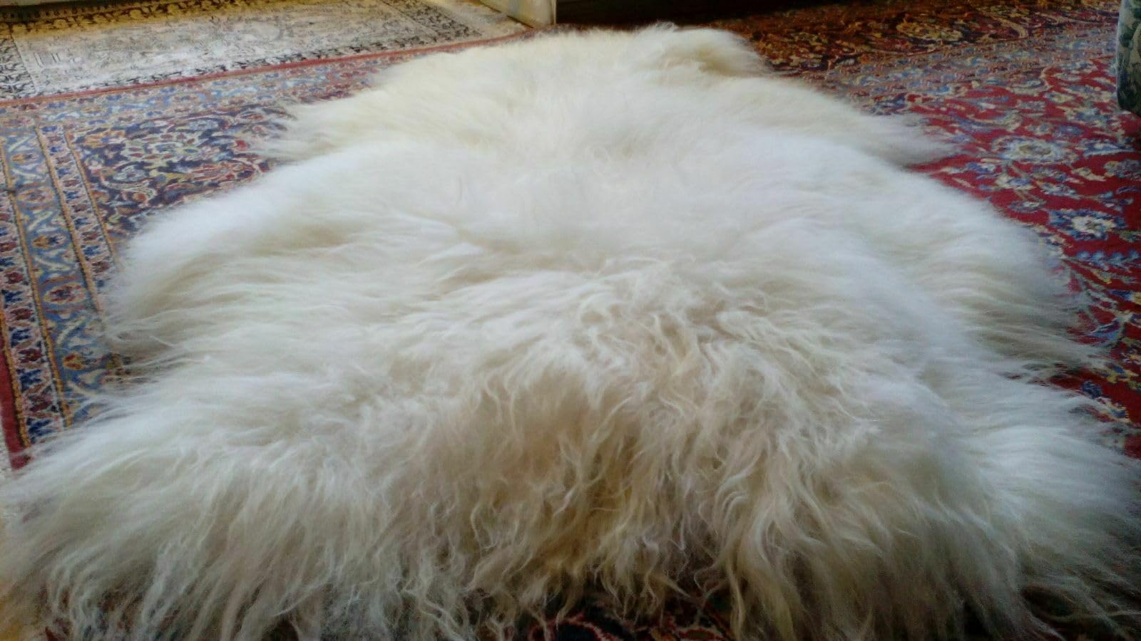 XXL Öko Island Schaffell Islandschaffell Lammfell Natur Fell ca.120cm *2.Wahl*