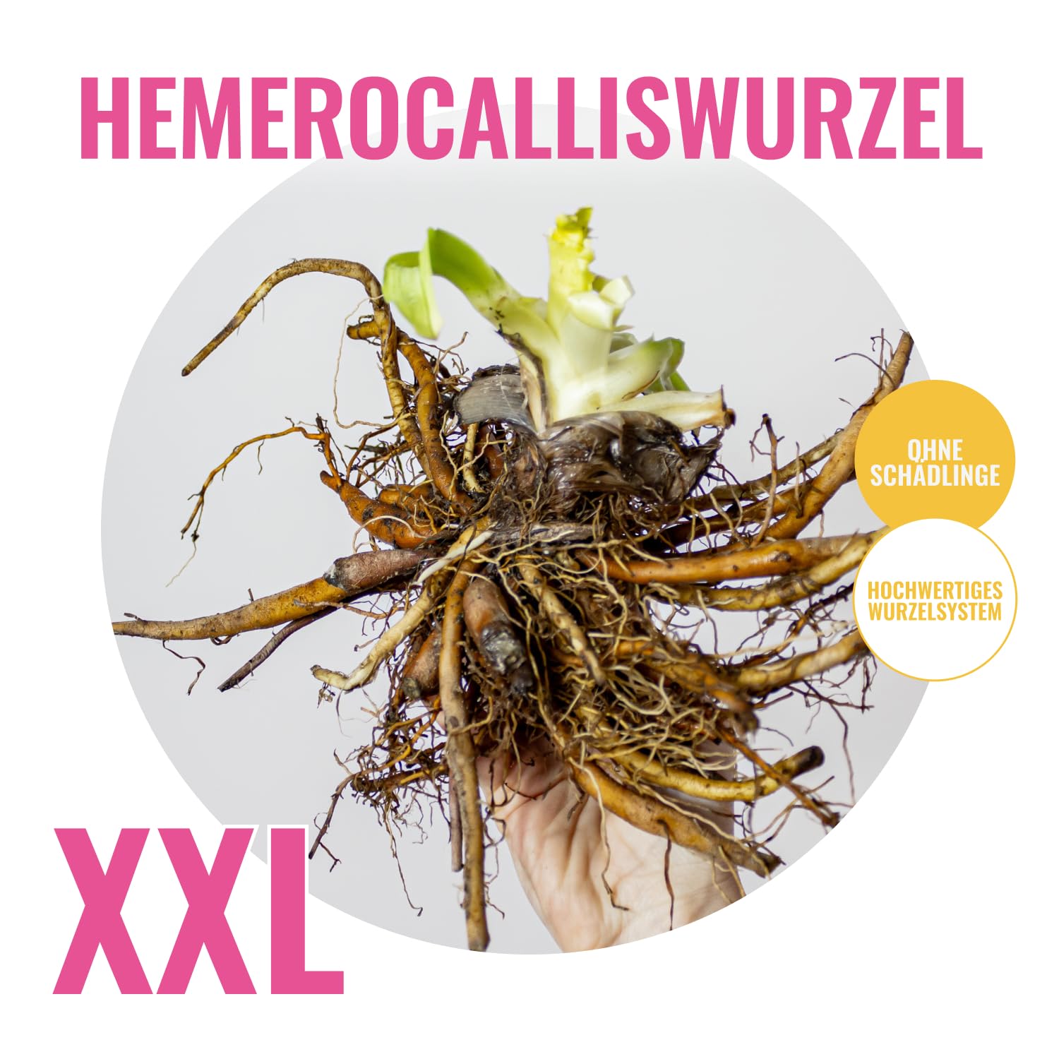 Daylilien collezione allevatore (5 piante), miscela perenne di 5 varietà Hemerocallis/colori, grandi perenni invernali dall'Olanda, ibridi per aiuole e sconti (nessun seme, cipolle)