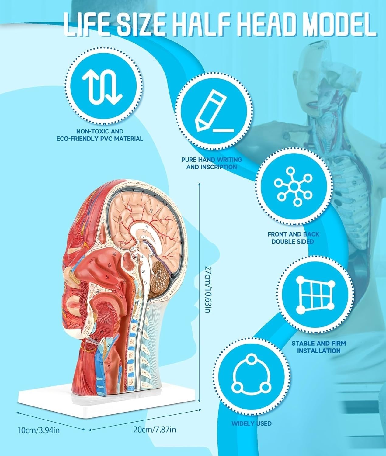 Naturalnej wielkości anatomia twarzy Medyczny model badania przekroju | Model nerwowo-naczyniowy ludzkiej połowy głowy powierzchownej mięśni do nauczania badań anatomii i fizjologii