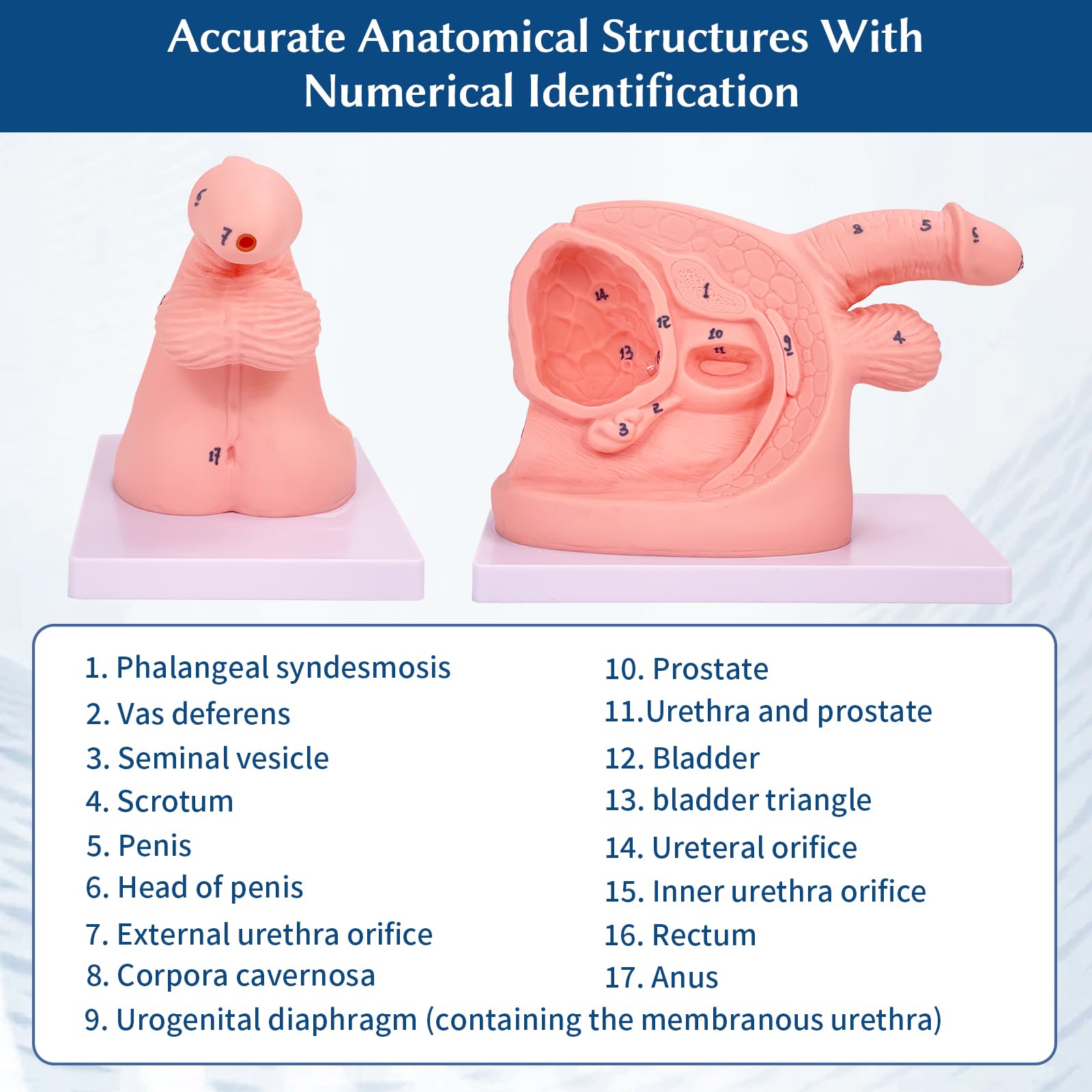 Anatomie - Katheterisierungsmodell, Männliches Weibliches Katheterisierungsmodell Internales und externes Genitalien Anatomie Modell für klinische Lehre und praktische Ausbildung