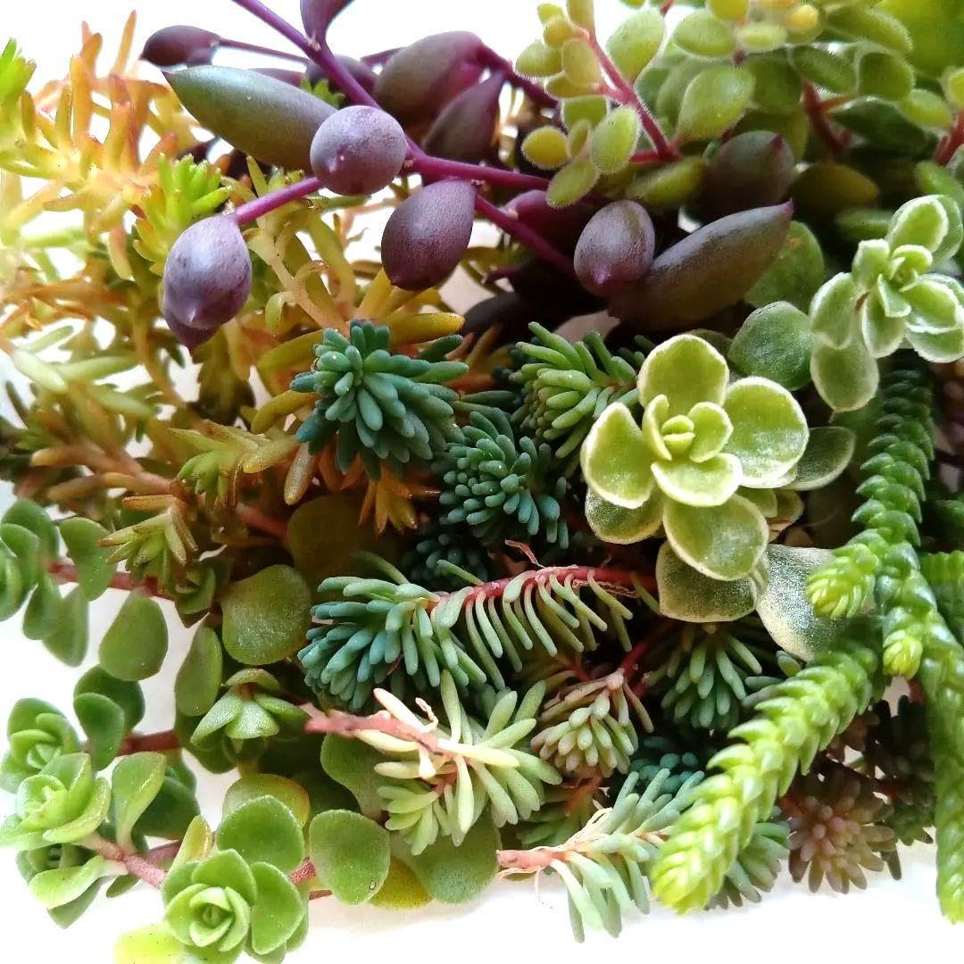 多肉植物セダムカット苗　気まぐれパック⑨ トマト園芸 王冠ラベルの多肉植物×桐生ふぁ〜むさん | レイクタウン店 フラワー・ガーデニング