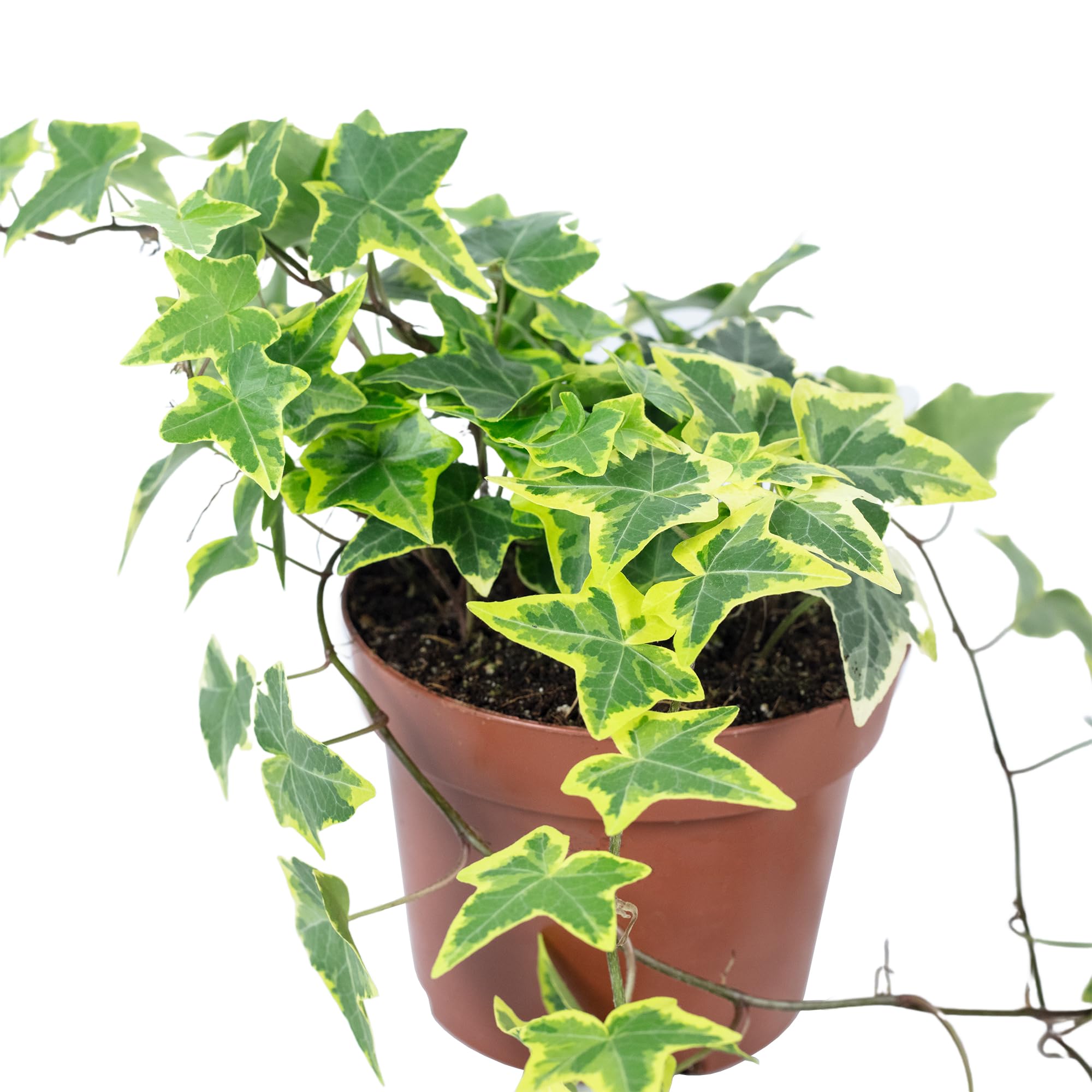 4x Efeu Zimmerpflanzen - Hedera Helix Ca. 25cm Im 13cm Topf