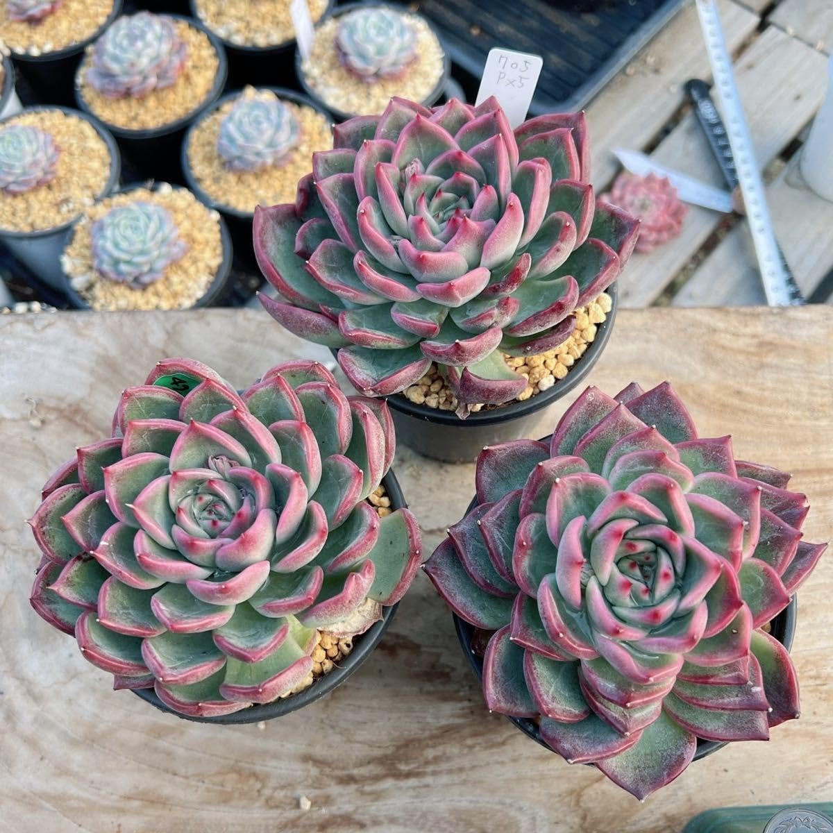 Amazon.co.jp: ！！多肉植物 プラダ 特大 厳選苗 超美苗 705 韓国苗