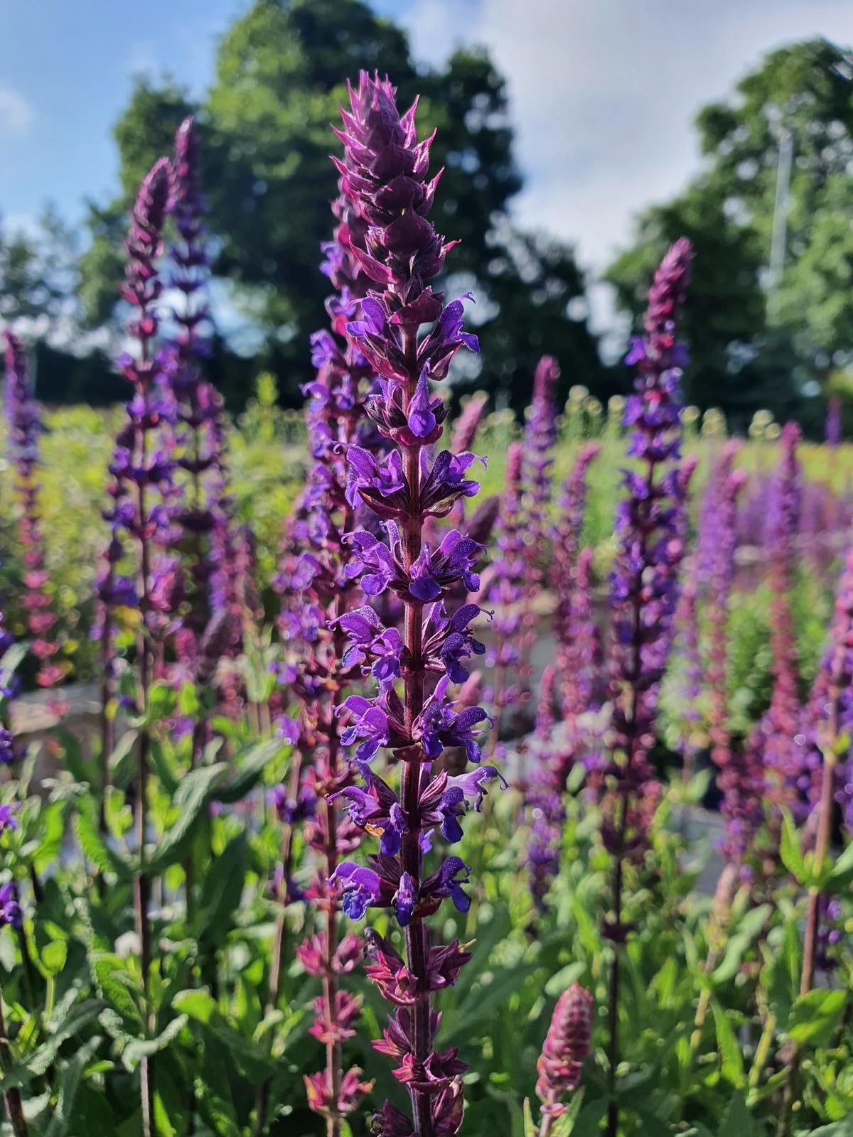 Salvia nemorosa ‘Caradonna’ | Salvia that is Ready to Plant Out | Comes Back Every Year Hardy | Flowers from Summer to Autumn Loved by Bees | Middleton Nurseries (P9(9cm))