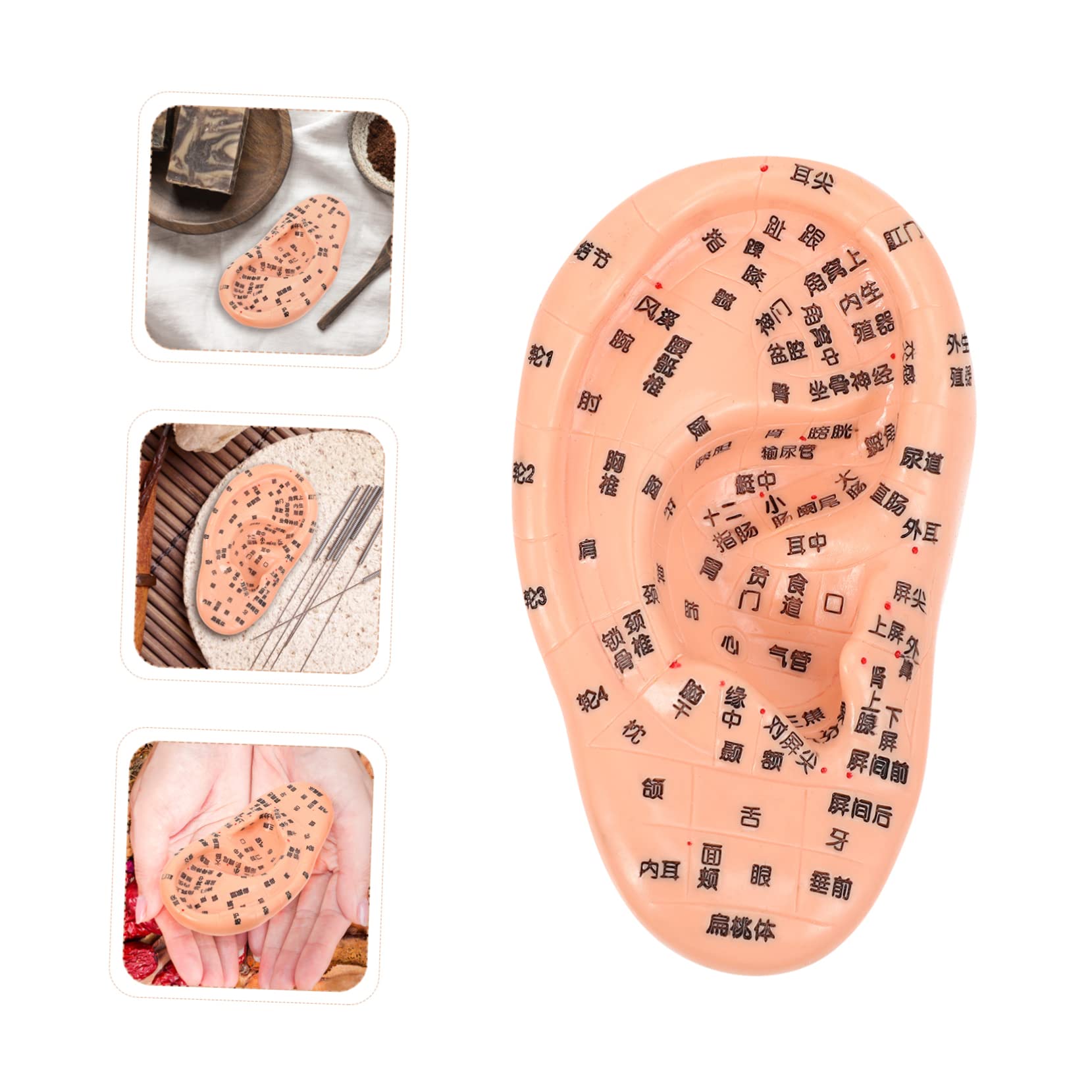 PACKOVE 1pc Auricular Massage Model Ear Simulation Model Massage Ear Model Ear Acupoint Model Auricular Ear Model Ear Zone Massage Model Needling Human Ear Model Ears for Ear Chocolate