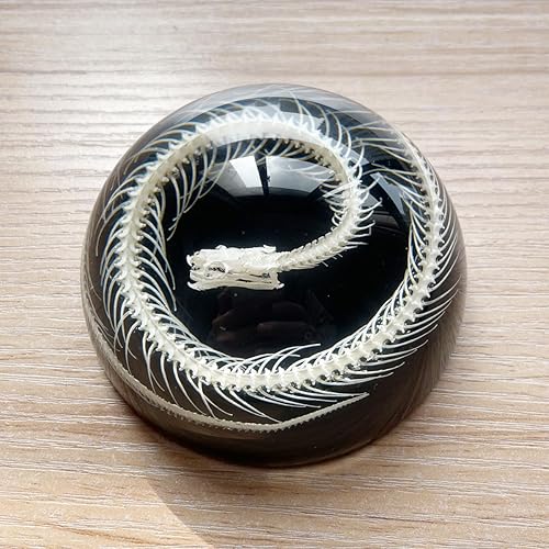 Miniatura 54 de Especímenes de esqueleto de tortuga real en manualidades de pisapapeles de resina, colección de taxidermia de animales para educación científica