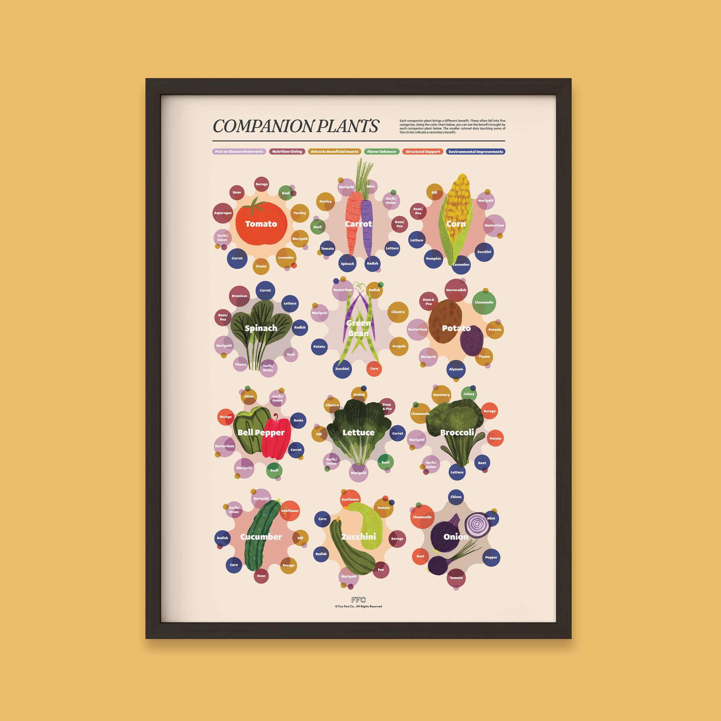 Amazon.com: Fun Fact Co. Companion Planting Infographic Art Print
