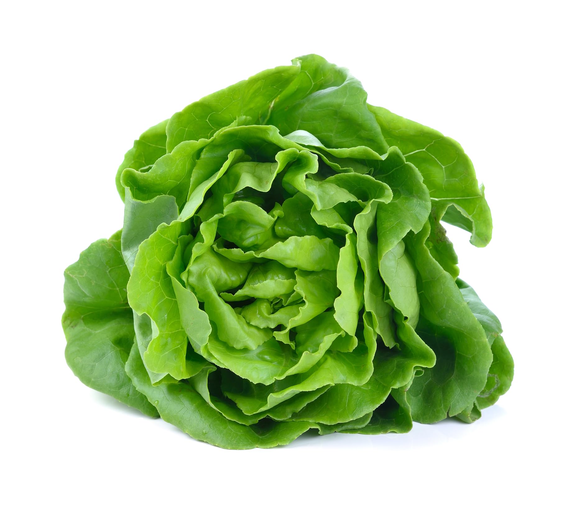 Just Seed Lettuce Winter - Arctic King - 900 Seeds